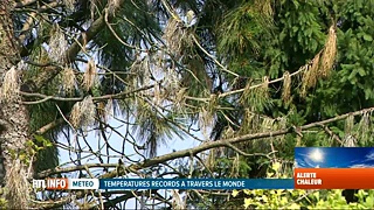 Canicule: les arbres souffrent aussi de la chaleur