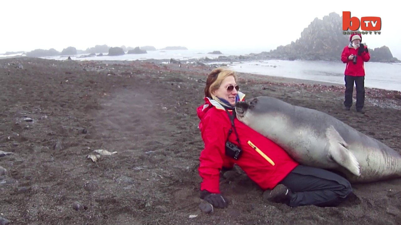 Ce bébé éléphant de mer est très câlin... Gros bisous
