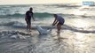 2 touristes interviennent pour sauver un requin échoué sur la plage