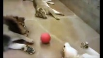 Juste 3 très gros chats qui jouent à la balle...