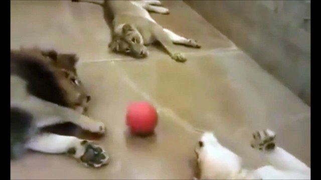 Juste 3 très gros chats qui jouent à la balle...