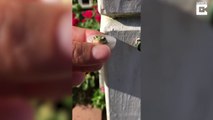 Une toute petite grenouille prend son bain dans un bouchon de bouteille