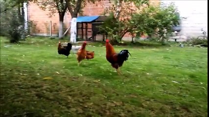 Fearless dog plays game of tag with rooster