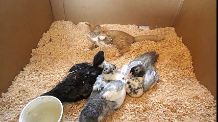Funny kitten plays with ducklings