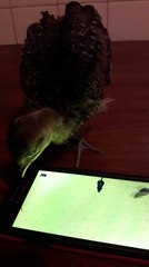 Baby peacock enthusiastically plays smartphone game