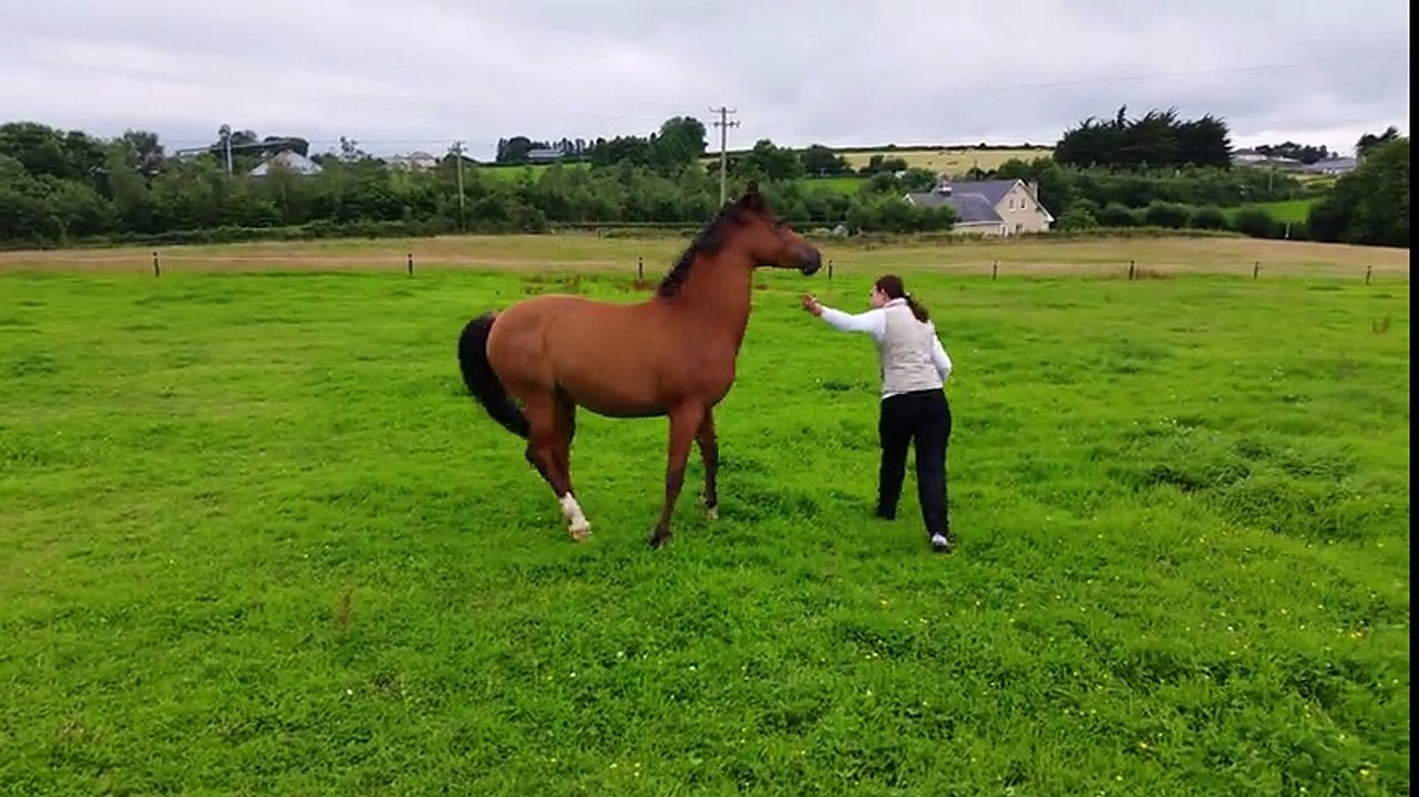 Extremely Happy Horse Plays With Dogs In Field.mp4