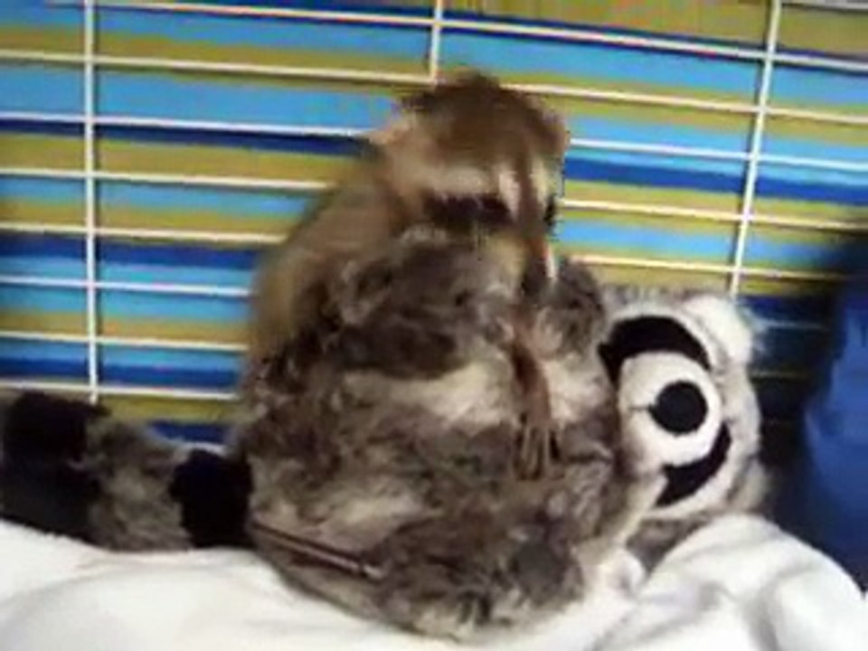 Baby Raccoon so cute!!!