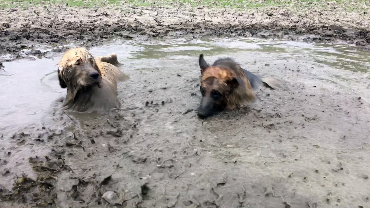 Dirty Dogs