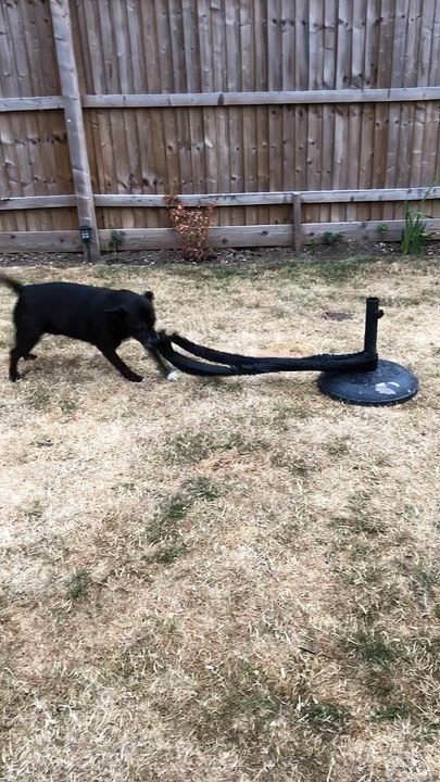 Dog Finds Fun By Itself