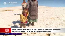 #ANMediodía Ganado muere por falta de alimentos en zonas afectadas por heladas en Puno. Alcalde de Carabaya aseguró que hay un proyecto aprobado para atender es