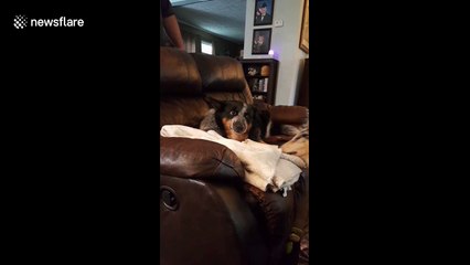 His owner brought a new pup home and this dog definitely isn't amused