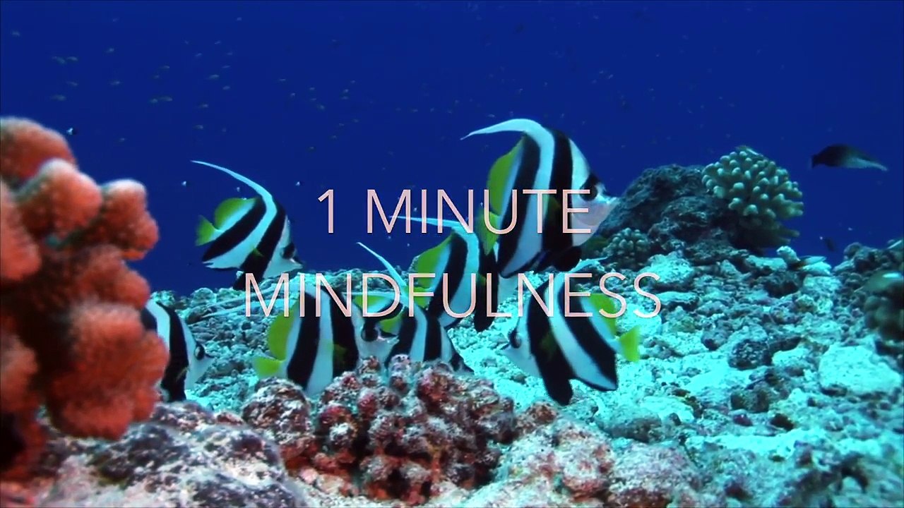 1 Minute Mindfulness - Reef Fish. Easy 1 minute mindfulness meditation practice for relaxation