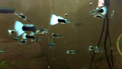 Guppy pregnancy stages explained