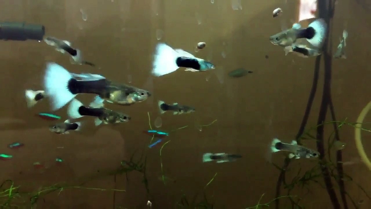 Guppy pregnancy stages explained