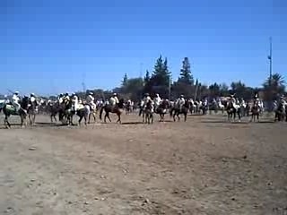 Guercif moussem zitoune 2007 (1)