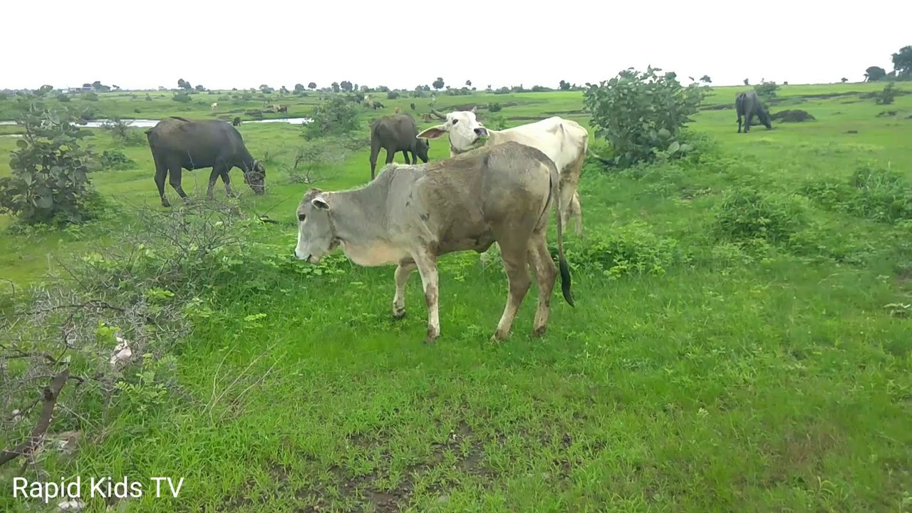 Cow Videos | Cow Video with Mooing Sound | Cow Video for Kids & Parents