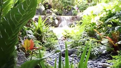 Building a Backyard Pond!