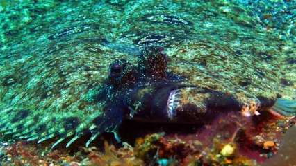 Strange Creatures Series 1 13of13 Camouflage and Colouration