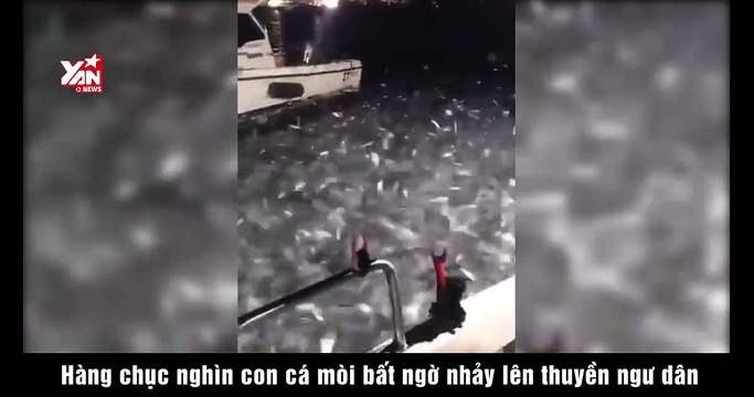 Hàng chục nghìn con cá mòi bất ngờ nhảy lên thuyền ngư dân