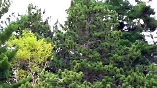 Bald Eagles learning to fly