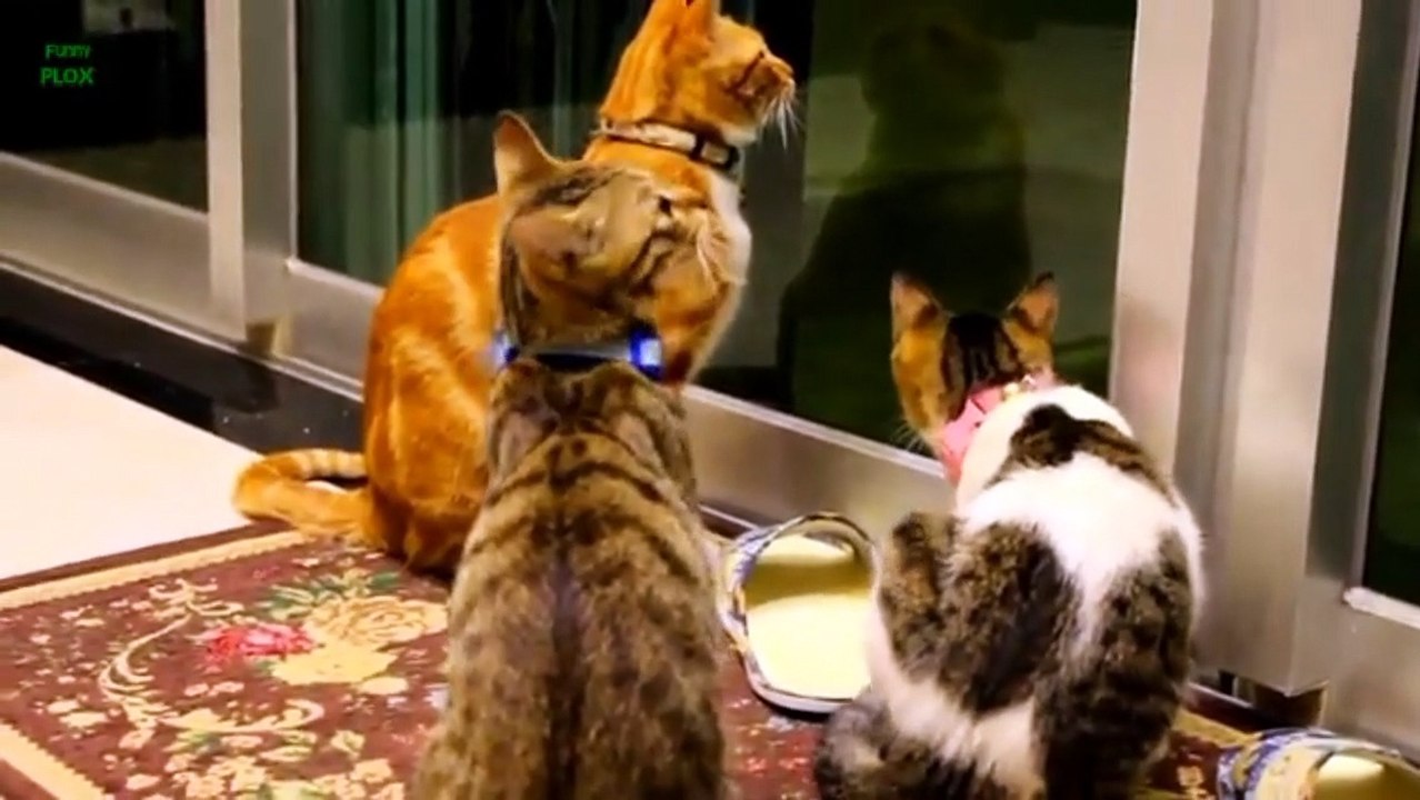 Funny cats and ketties meowing compilation