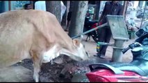 world's most intelligent cows | cow | livescores | cow animal | News Masti