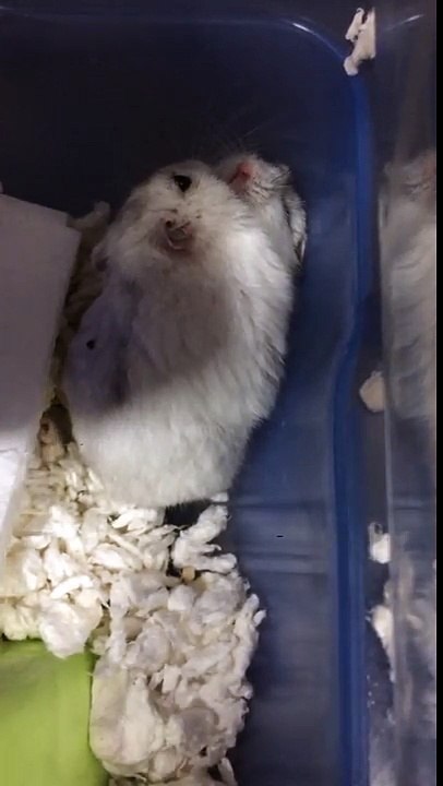 What happens at the end  of hamster fights