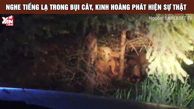 Nghe tiếng lạ trong bụi cây, kinh hoàng phát hiện sự thật