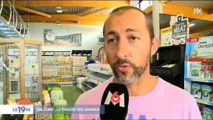 Belgique : Pour le bien être des animaux, la Wallonie a pris des mesures exceptionnelles - Regardez
