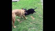 Labrador Retriever Puppies Funny Compilation - Best of 2017_13-06-2018_4