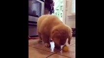 Most Funny Dogs Reacting To Lemons Compilation 2017!!_13-06-2018_1