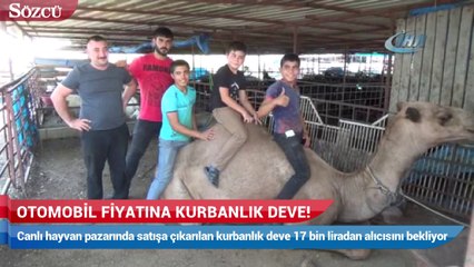 Otomobil fiyatına kurbanlık deve!