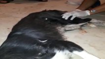 Gaziantep'te Köpek Vahşeti...sokak Köpeğini Av Tüfeğiyle Vurdular