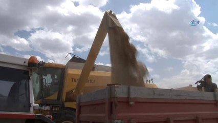 Sivas - Hd) Biçerdöverler Tarlaya Girdi, Hasat Yüzü Güldürdü