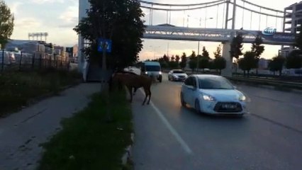 Bursa'da başı boş atların trafiği tehlikeye soktuğu o anlar kamerada