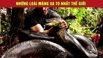 10 loài mãng xà to nhất thế giới