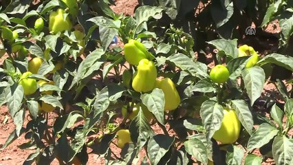 Ata tohumları bereketli topraklarda yeniden filizlendi - ŞANLIURFA