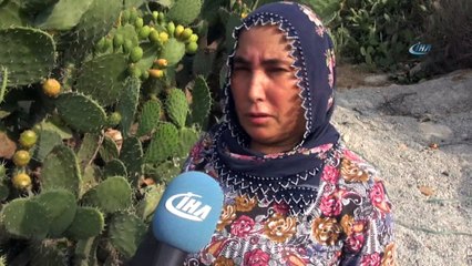 'Dikenli incir' Avrupa yolunda