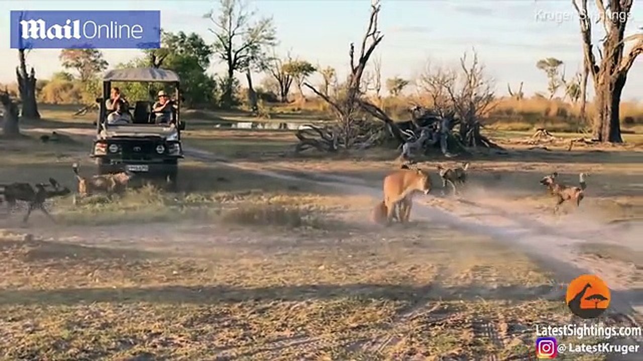 Lioness and her cub interrogated by a pack of wild dogs