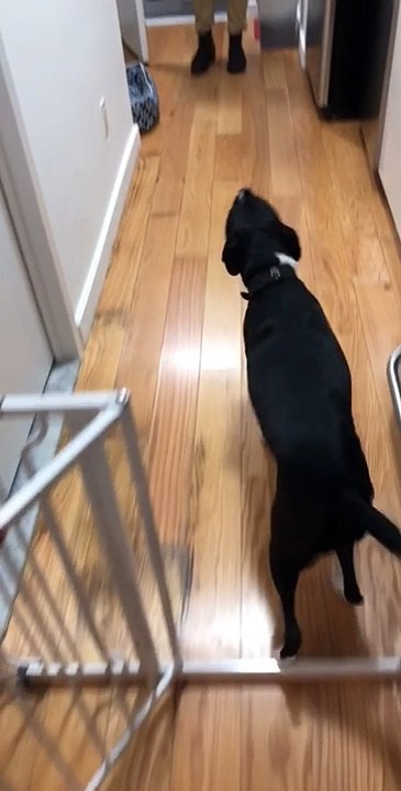 A college roommate dropped by while, he was in town, I think this pupper remembered her old roomie