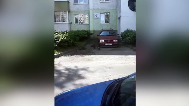 Un cuervo pacifista intenta parar una feroz pelea de gatos