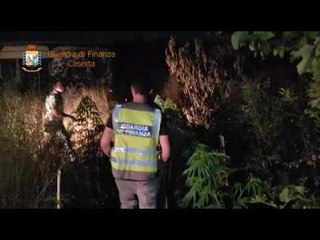 Ora News - Zbulohet një plantacion me marijuanë në Itali, në pranga kultivuesit shqiptarë