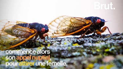 Insectes les plus bruyants au monde, mais comment les cigales "chantent-elles" ?