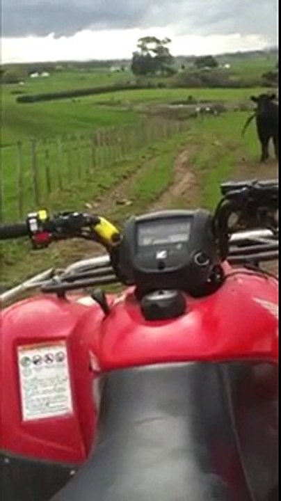 Taureau vs Quad