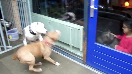 MY EXTRA LARGE AMERICAN BULLY PITBULLS PLAYING XXL