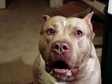 Weird Pit Bull Noise (VIDEO)