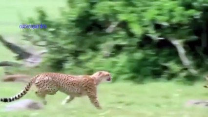 Impala fights back on cheeta to save his life for hunting-  cheeta fails