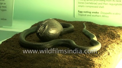 Indian Python Matmata turtle  Soldier fish Tamandua and Giant Golden Mole