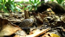 Travancore tortoise and Red crowned roofed turtle
