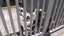 Konya'da Başıboş Köpekler Ücret Ödenerek Sahiplendiriliyor